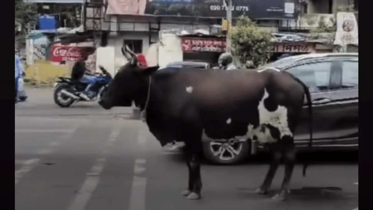 pune-police-witty-take-on-traffic-rules-with-video-of-cow-waiting-at-red-light-goes-viral